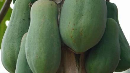 Raw papaya for weight loss