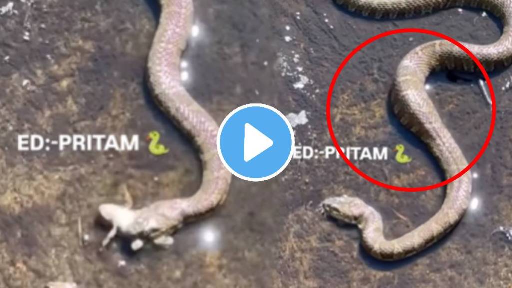 Snake swallowed half of the frog then suddenly what happened next