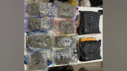 irectorate of Revenue intelligence seized hydroponic marijuana worth rs 10 crore