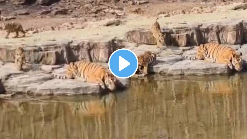 Tiger Caught On Camera Seeking Relief Near River At Panna Reserve To Beat The Heat video viral Tiger Caught On Camera Seeking Relief Near River At Panna Reserve To Beat The Heat video viral