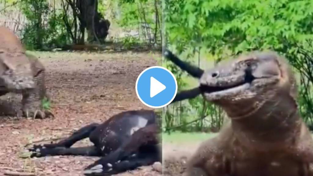Komodo Dragon Swallows A Full Goat In Just Few Seconds Video Goes Viral