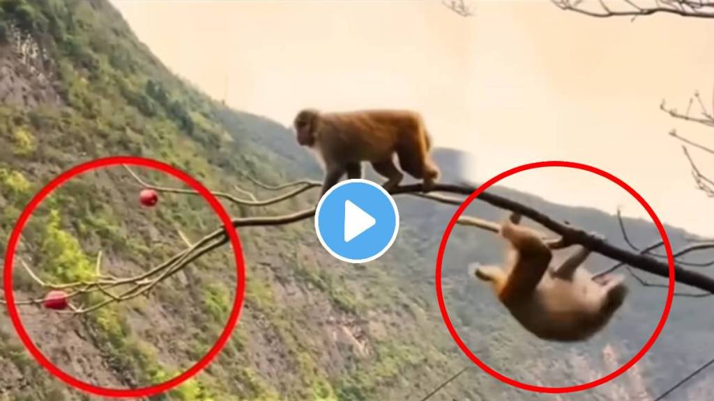 Monkey picked a fruit from the end of tree Monkey video goes viral on social Media
