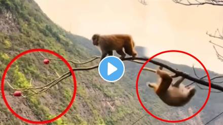 Monkey picked a fruit from the end of tree Monkey video goes viral on social Media