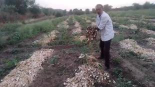 ashti taluka known for onions has been flooded by unseasonal rains damaging crops