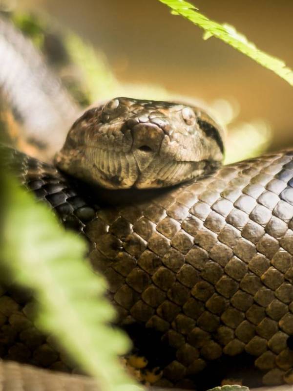 Northern Green Anaconda, Amazon rainforest discovery, largest snake 2024