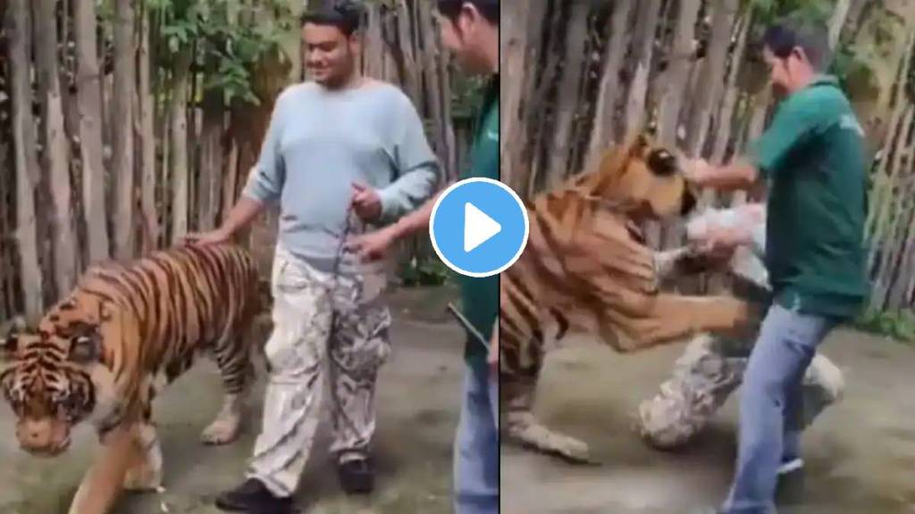 Phuket Tiger Attack Video Viral