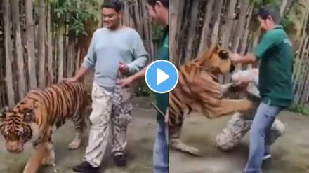 Phuket Tiger Attack Video Viral