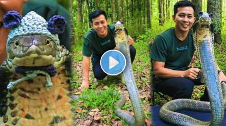 Pookie king cobra video viral