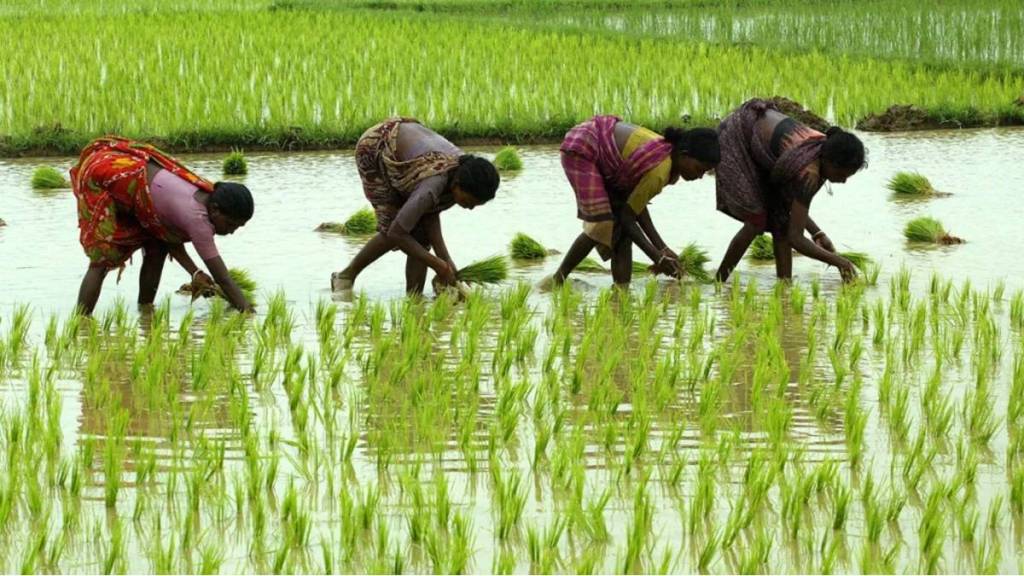 Preparations for Kharif season 2025 have gained momentum in Sindhudurg district