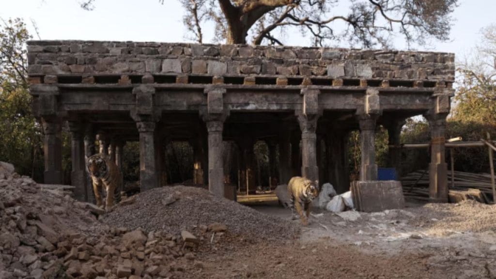 Tigress at Ranthambhore responsible for fatal attack on forest ranger Tigress at Ranthambhore responsible for fatal attack on forest ranger