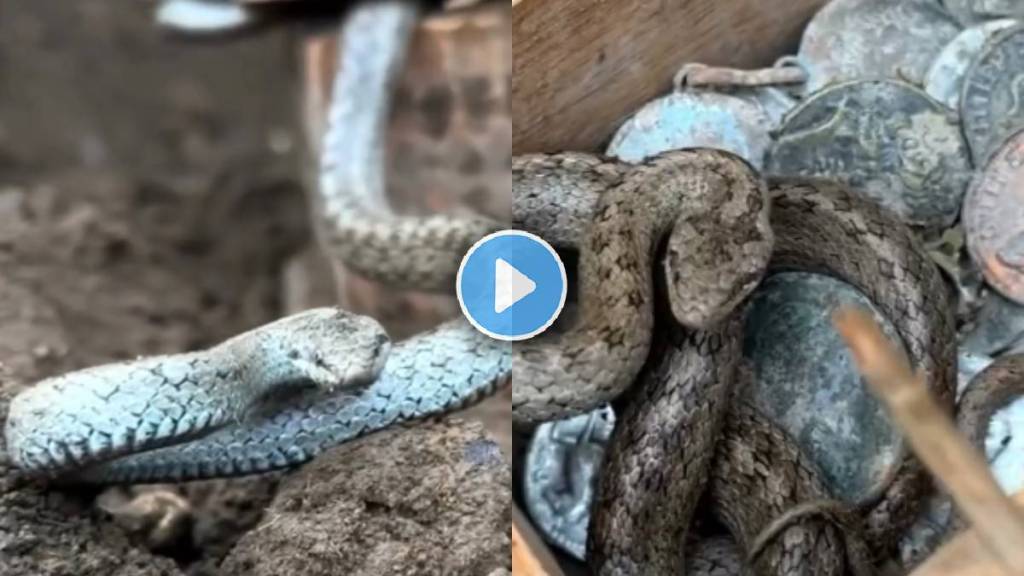 Snake guards buried box video viral Snake guards buried box video viral