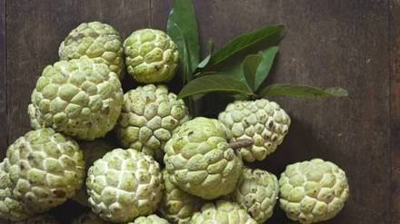 The first arrival of the seasons custard apples from Purandar took place at the fruit market in the market yard on Tuesday