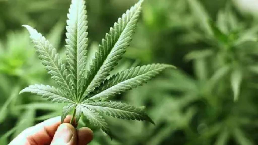 Two arrested for cultivating marijuana in Alandi and Mhalunge MIDC police station limits