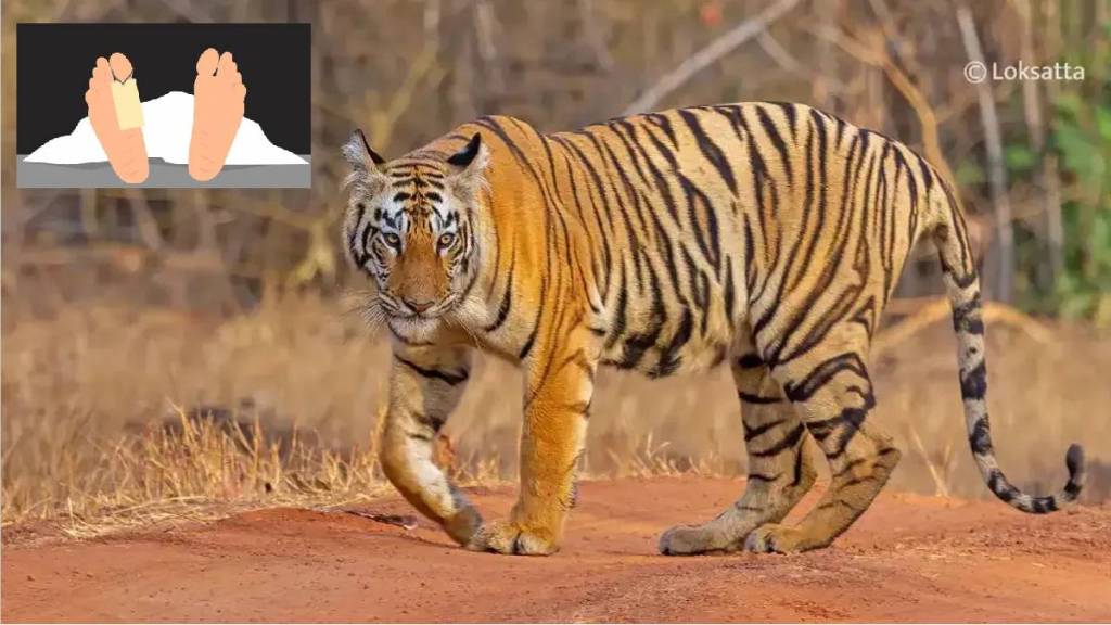 Two people died in tiger attacks in Mul tehsil of Chandrapur district within 12 hours Two people died in tiger attacks in Mul tehsil of Chandrapur district within 12 hours