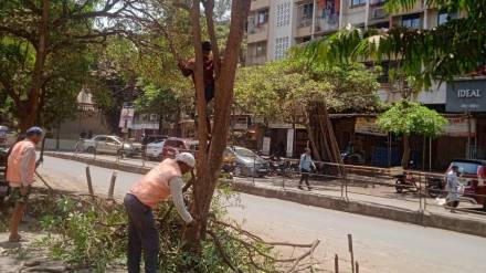 Municipal staff will cut dangerous trees branches found in private society premises in the city