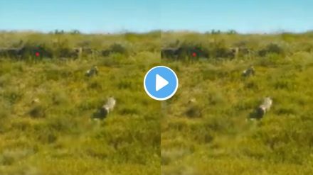 Animal Videos
