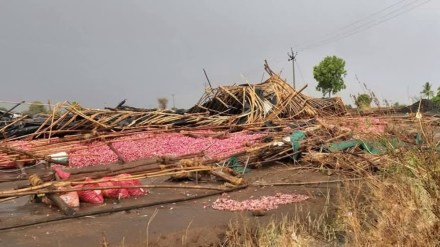 Two people died, rain , Nashik district, onion damaged,