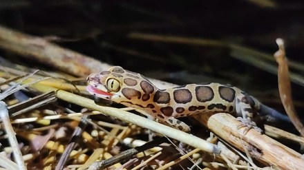 Lizard , Gecko - Cyrtodactylus, Aarey, Lizard , Gecko - Cyrtodactylus, Aarey,