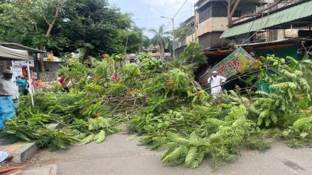 rain , Pimpri-Chinchwad , Tree fall , loksatta news,