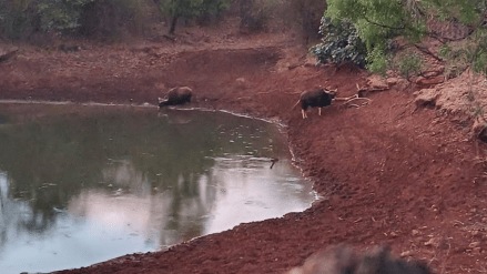 Wild animal counting in Koyna and Chandoli forests sangli