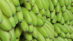 climate change effects on banana production