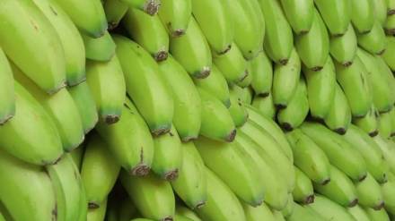 climate change effects on banana production