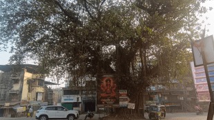 Kulgaon Badlapur municipality has decided to remove the oldest banyan tree in the area of Datta Chowk