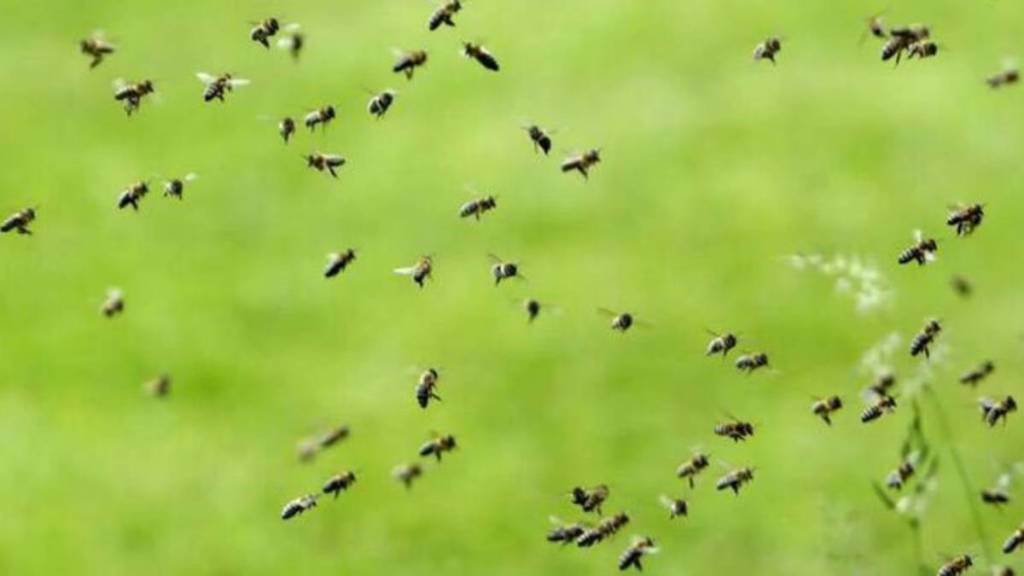 bees attack Junnar wedding news in marathi