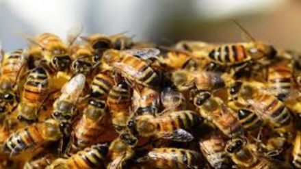 bee-extinction-food-crisis