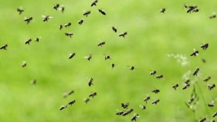 Five people injured in a bee attack in daulatnagar satara