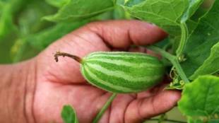 benefits of eating tondali|Benefits of eating gourd