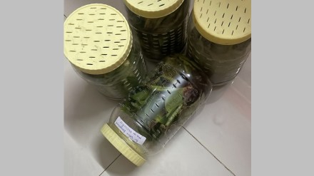 bhandara insects news in marathi bhandara insects news in marathi