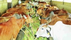ना दान, ना अनुदान, गोशाळा चालक चिंतेत; सहा महिन्यांपासून प्रतीक्षा…