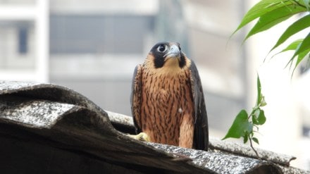 Peregrine falcon spotted in Aarey