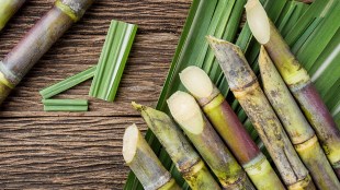 Raju Shetti warns sugar commissioner over fragmented FRP payment to farmers sugar industry mismanagement