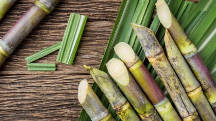 Raju Shetti warns sugar commissioner over fragmented FRP payment to farmers sugar industry mismanagement