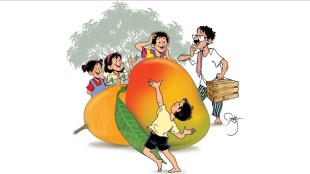 mango balmaifal article