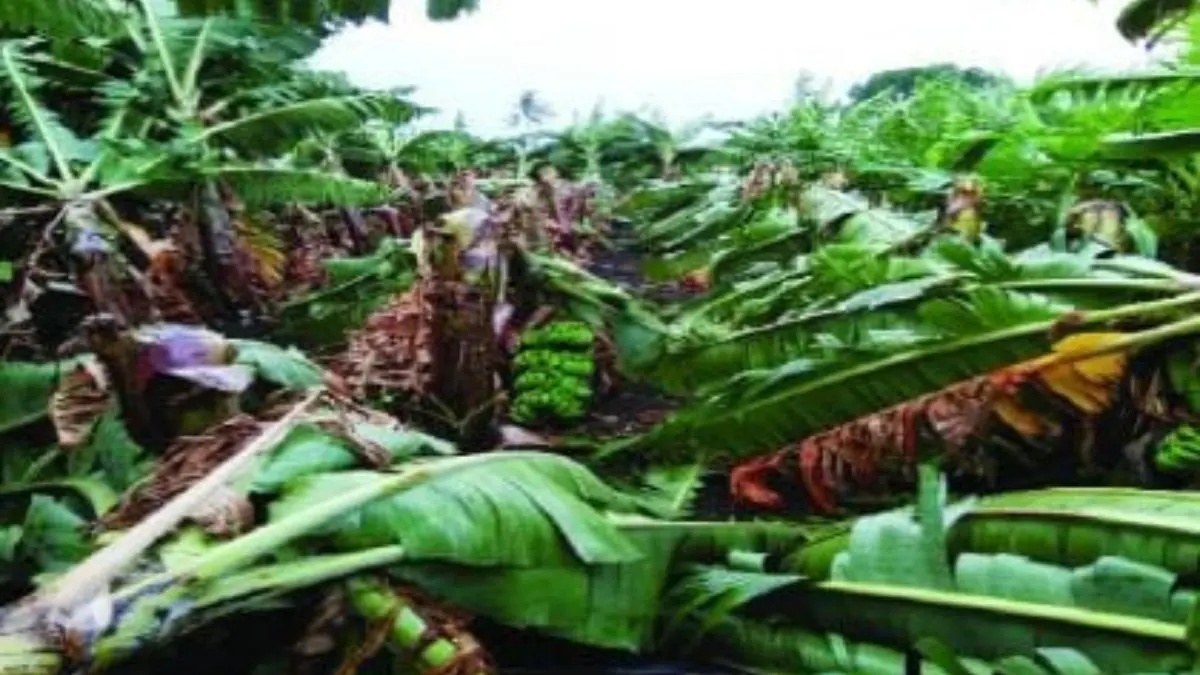 in Maharashtra unseasonal rain damage crops on 27 thousand hectare land ...