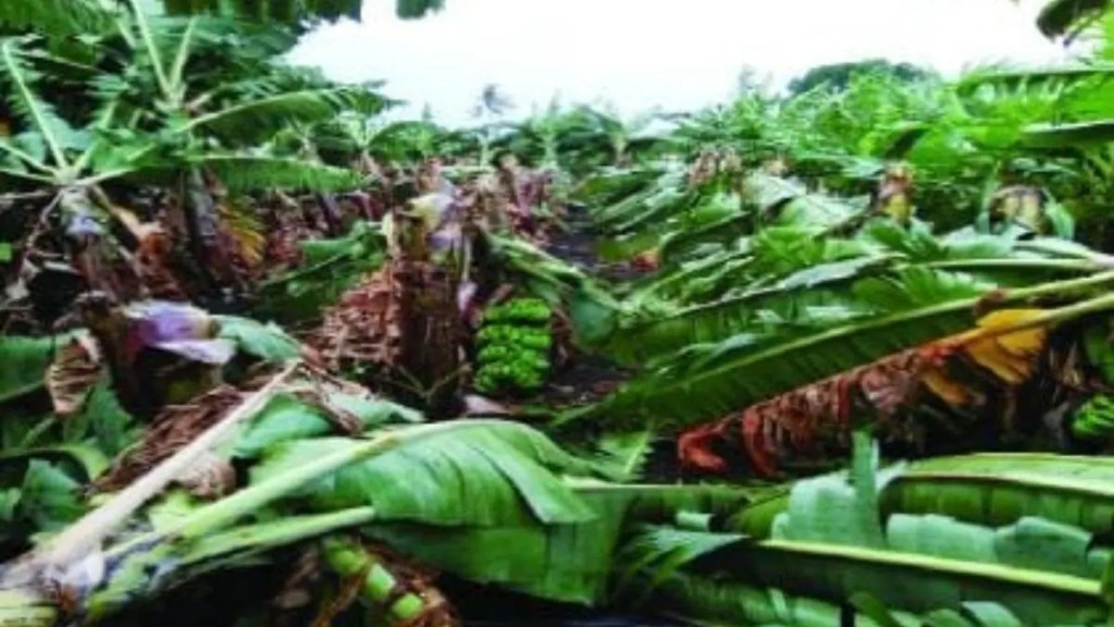unseasonal rain crops damage