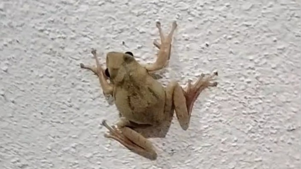 golden tree frog Marathwada