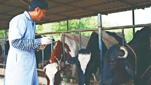 Veterinary Medicine loksatta