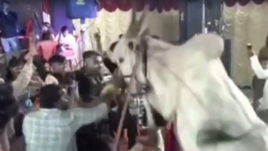 thane bull attack in haldi news in marathi