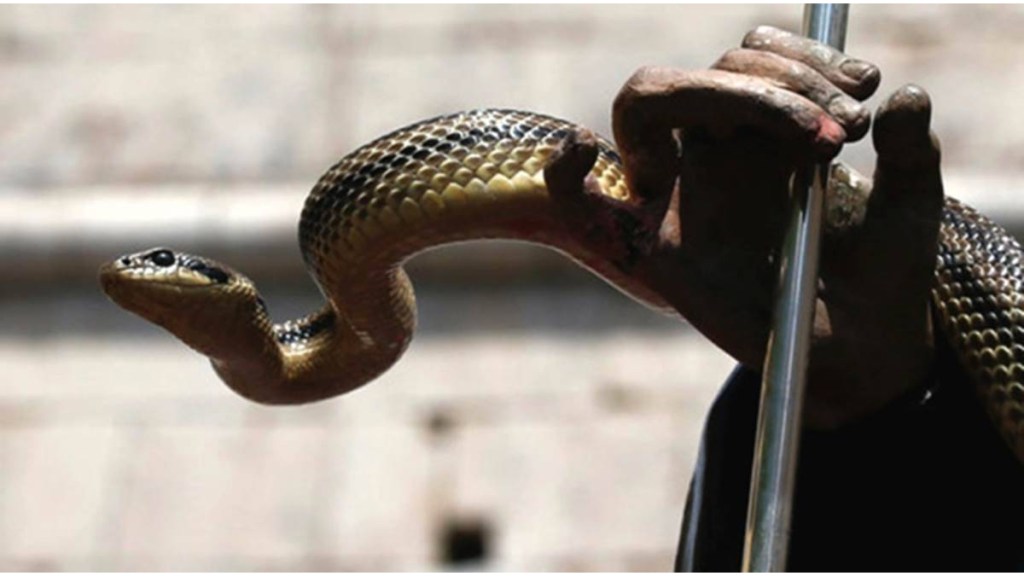 cobra sneak was found in a house in Mahajanwadi area of Nagpur city cobra sneak was found in a house in Mahajanwadi area of Nagpur city