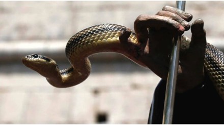 cobra sneak was found in a house in Mahajanwadi area of ​​Nagpur city