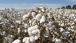 CAI decision, stop cotton trade, cotton trade Turkey,