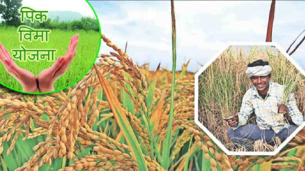 hingoli farmers to be blacklisted for 5 years for bogus crop insurance Maharashtra govt issues guidelines