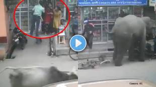 elephant bull viral video