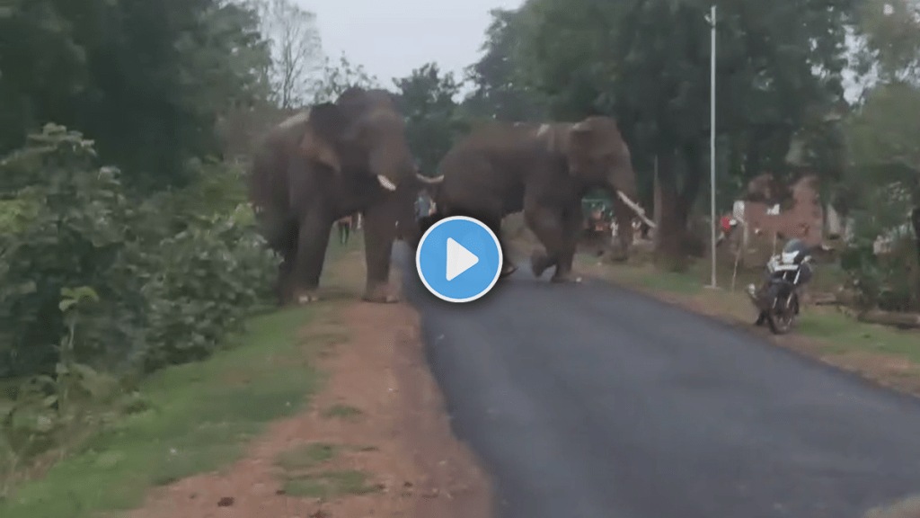 Wild elephants enter Chandrapur district, causing fear in the Sindewahi area Wild elephants enter Chandrapur district, causing fear in the Sindewahi area
