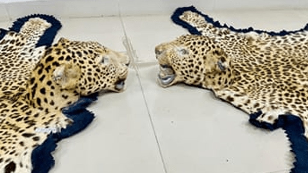 The Revenue Intelligence Directorate's Nagpur unit conducted a raid in Ujjain, Madhya Pradesh, and seized two leopard skins and one elephant tusk The Revenue Intelligence Directorate's Nagpur unit conducted a raid in Ujjain, Madhya Pradesh, and seized two leopard skins and one elephant tusk