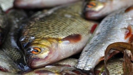 Fish production, Ratnagiri district ,